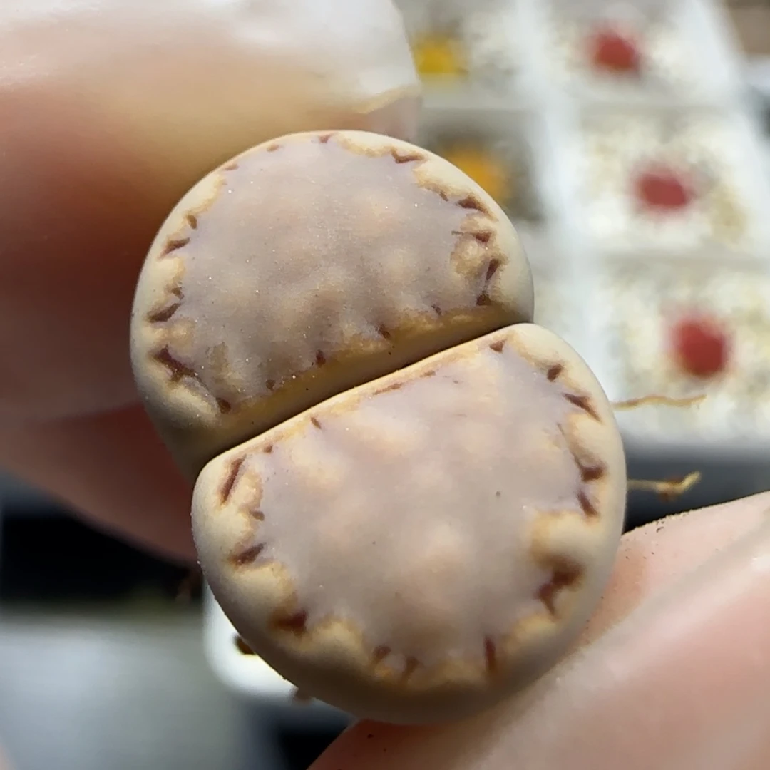 6.25   217饼干。 5025