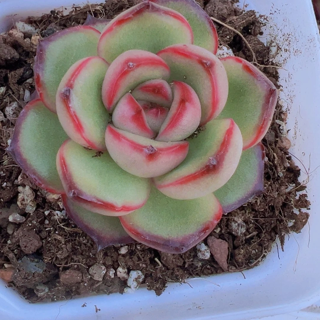 万宝龙19包邮多肉