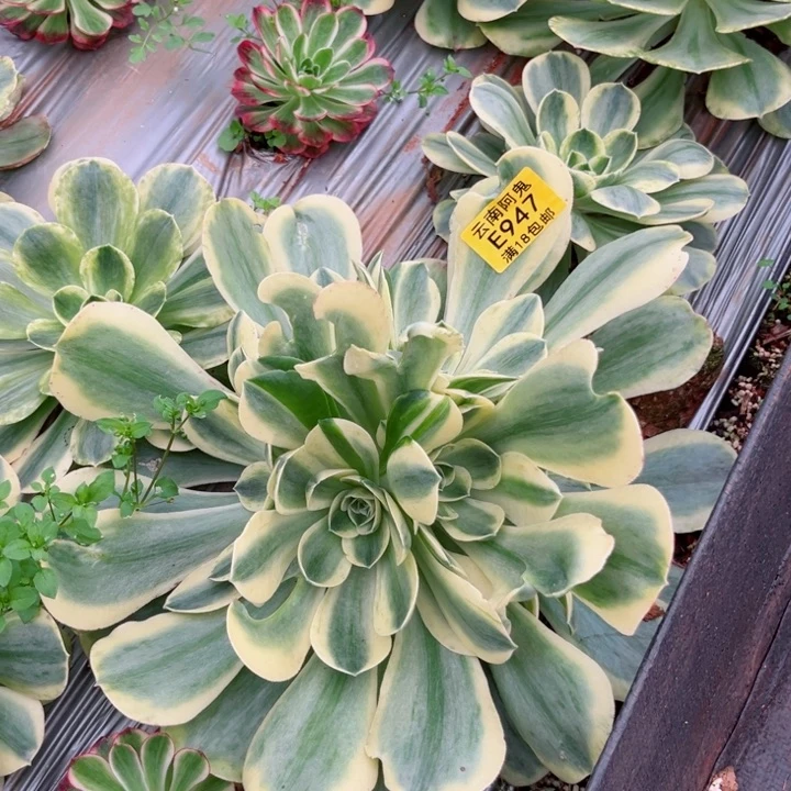 陈*彤香炉盘白锦947多肉植物