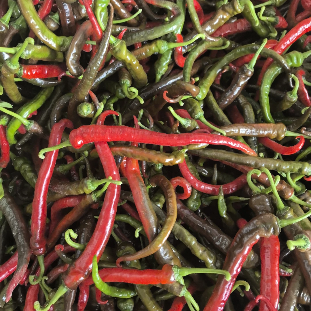 [湖南湘西螺线椒]露天种植新鲜薄皮肉厚又香又辣辣椒
