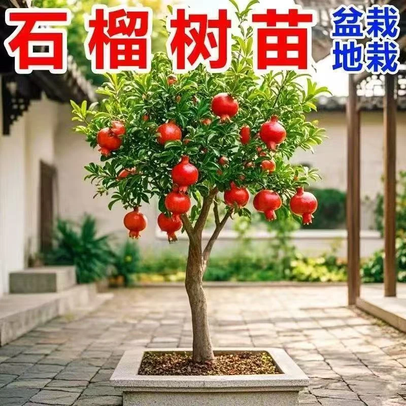 石榴树苗基地直发带土带分枝软籽石榴红宝石榴苗盆栽地栽全国可种