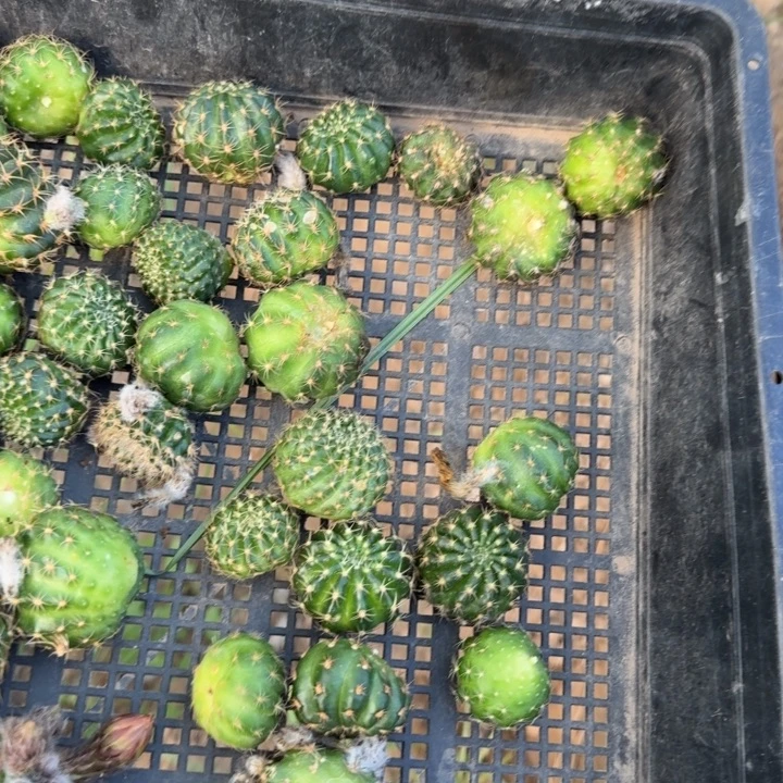 330新品丽花歪无根3公分左右，20包邮