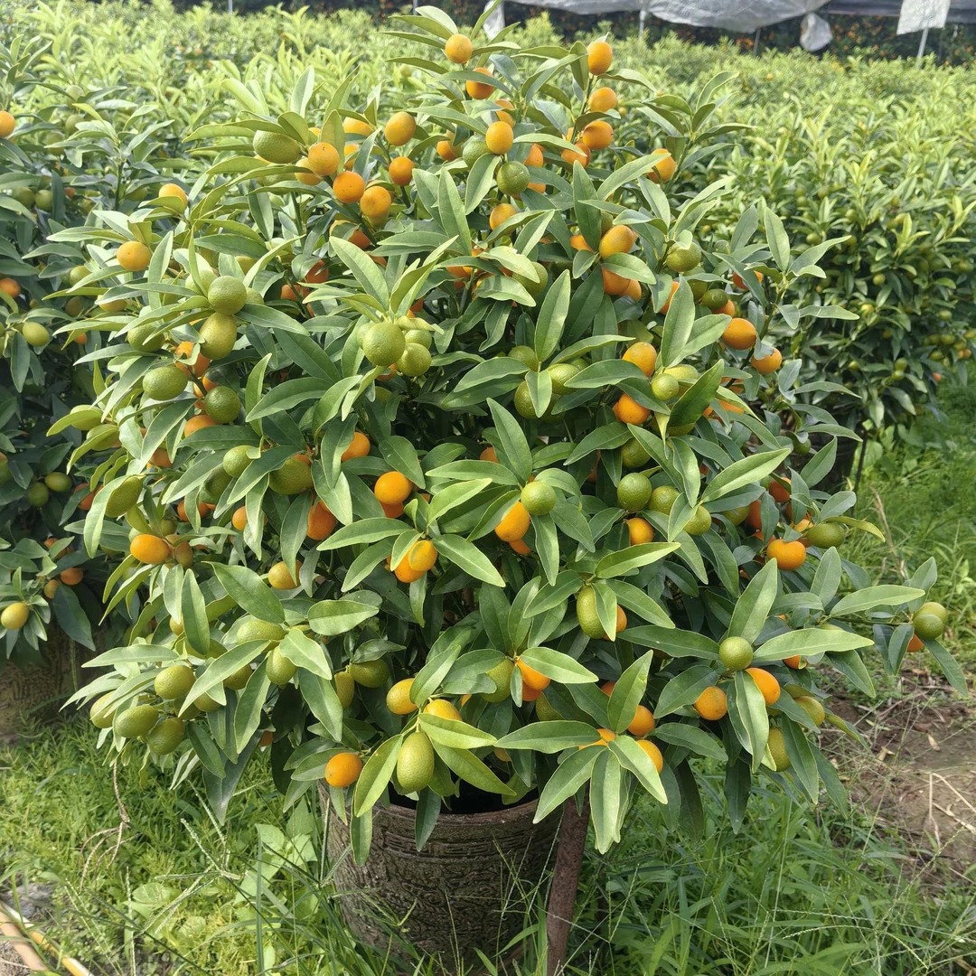 年桔 金桔 四季桔 金旦 朱砂桔