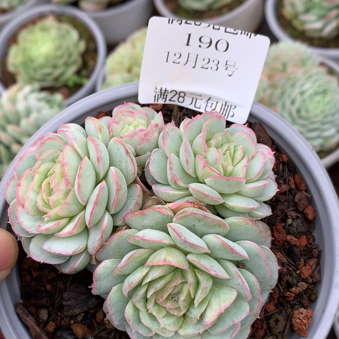 【闪购商品】云190