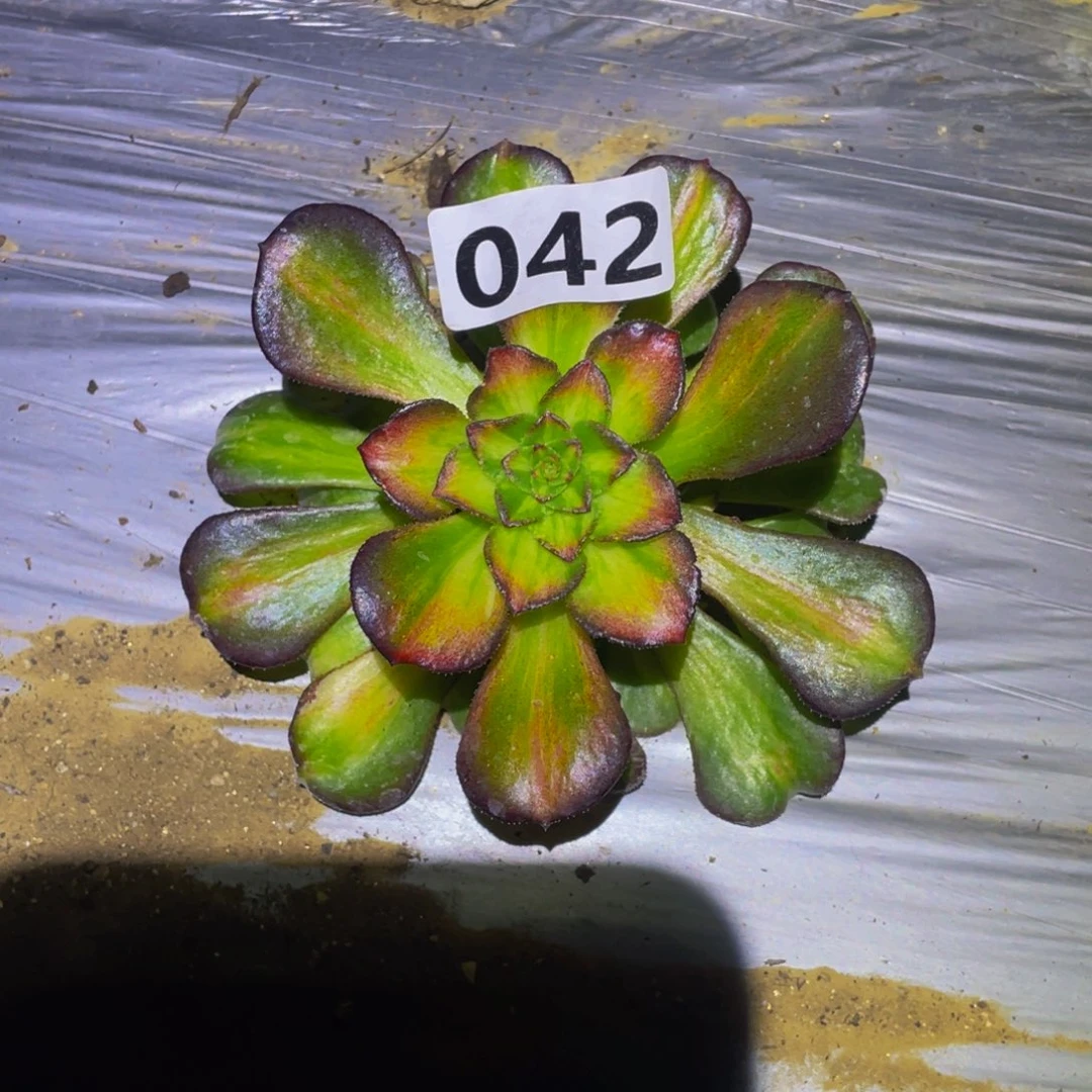 海王七彩多肉植物042