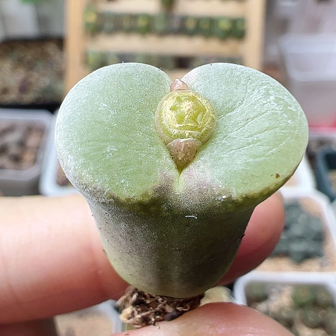 粉红女郎风铃玉一颗包邮