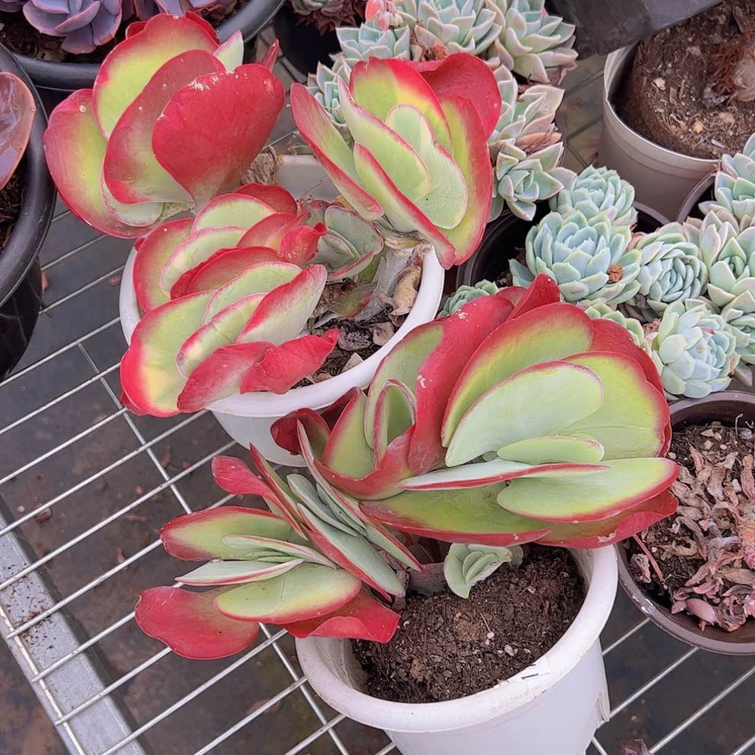 唐印多头大盆群老桩