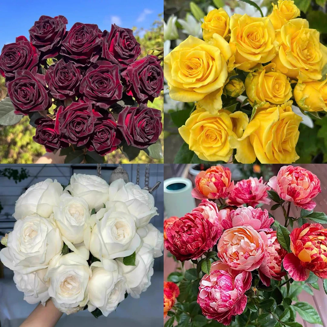 黄油 果汁飞溅 黒巴克【中苗】月季玫瑰花苗 阳台盆栽灌木花卉