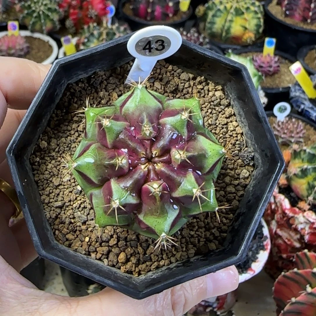 皮色球43号，带盆土发货