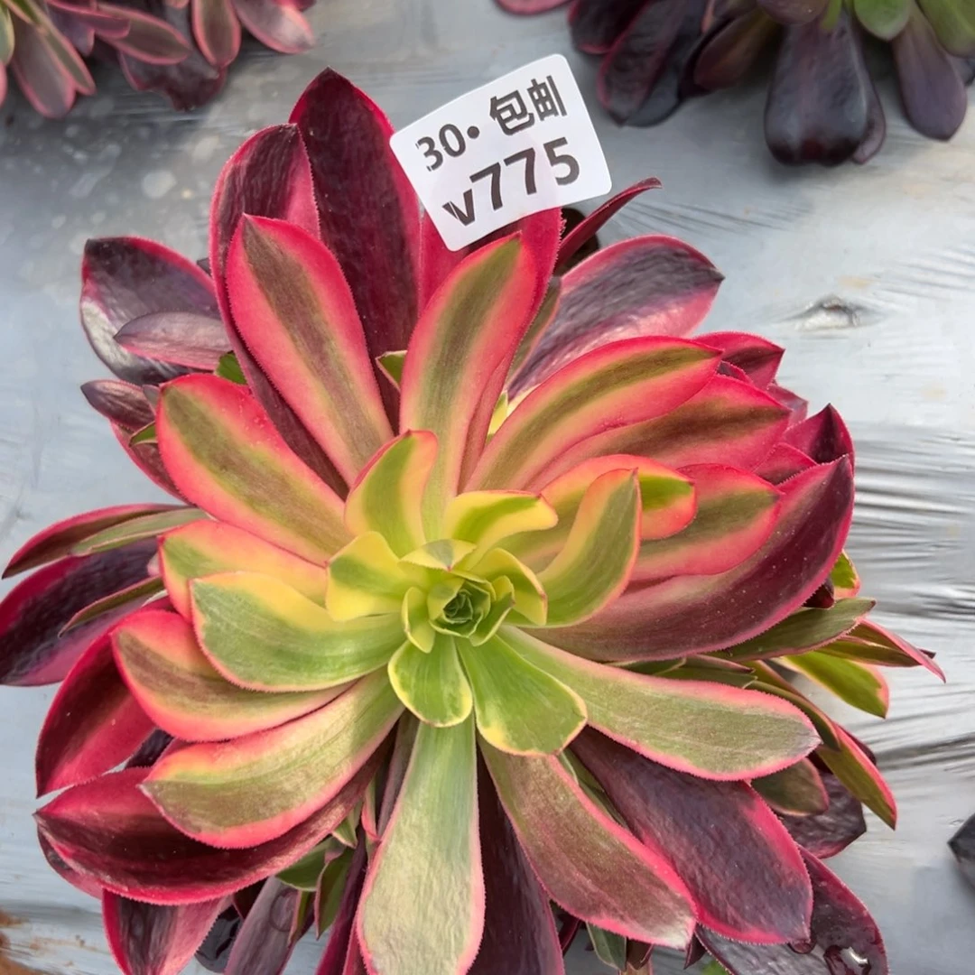 772 多肉法师金丝缺