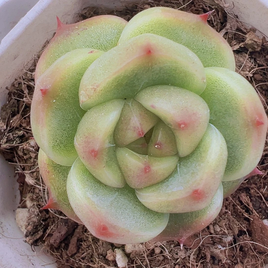 灯泡珍妮19包邮多肉