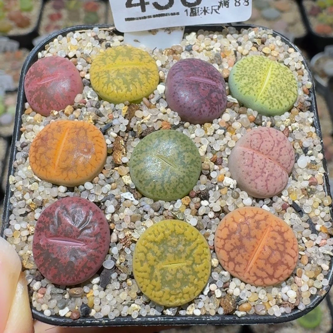 Ssss精品生石花456