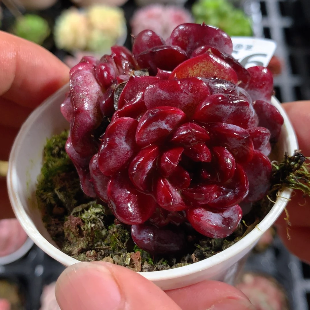 5CM拇指盆精控多肉YT566