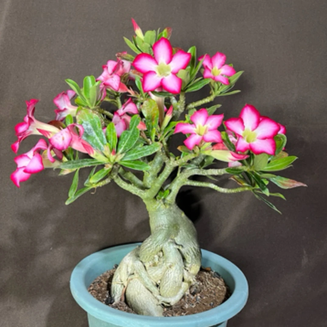 沙漠玫瑰老桩原生稀有品种一物一拍直播链接