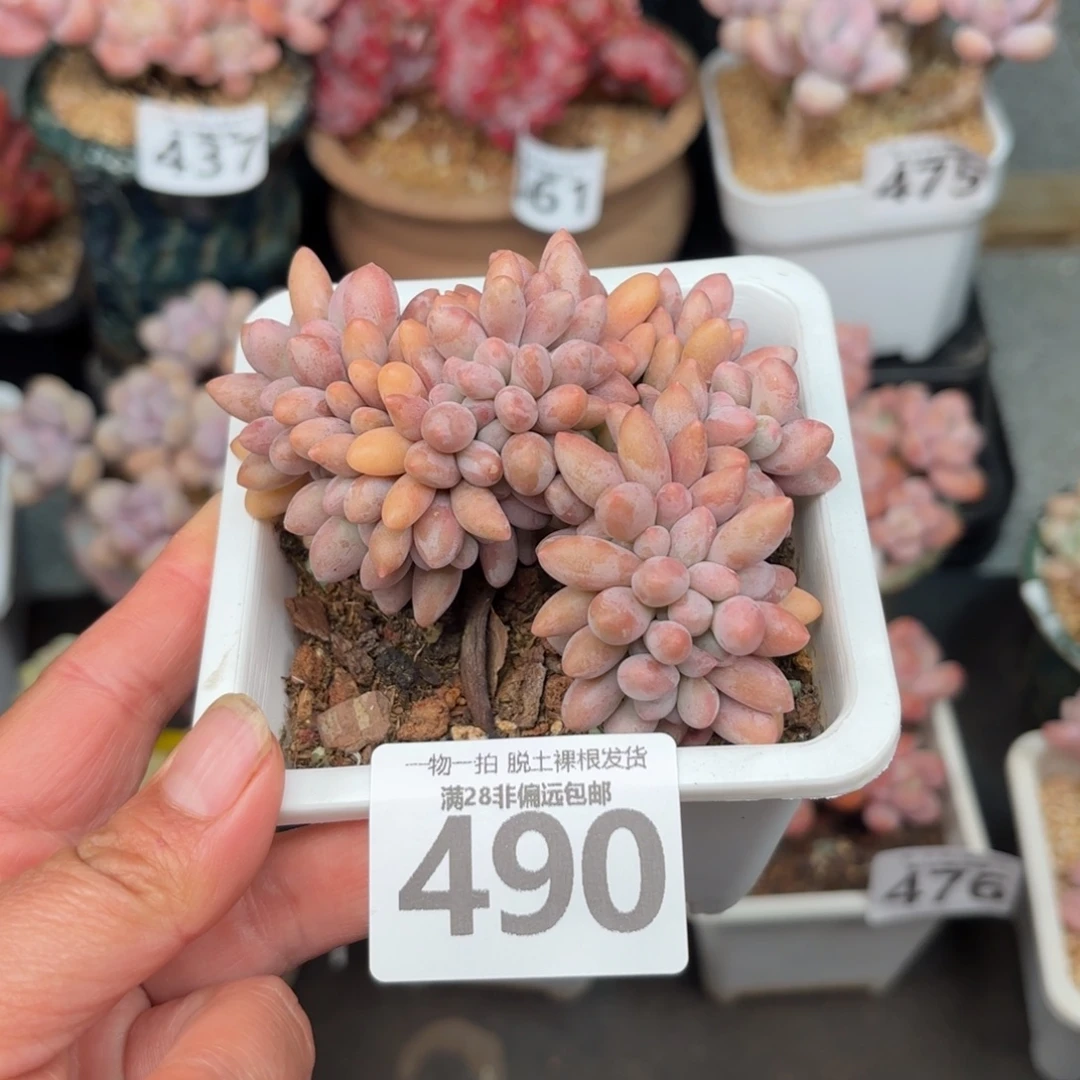 汤圆缀无盆土发货