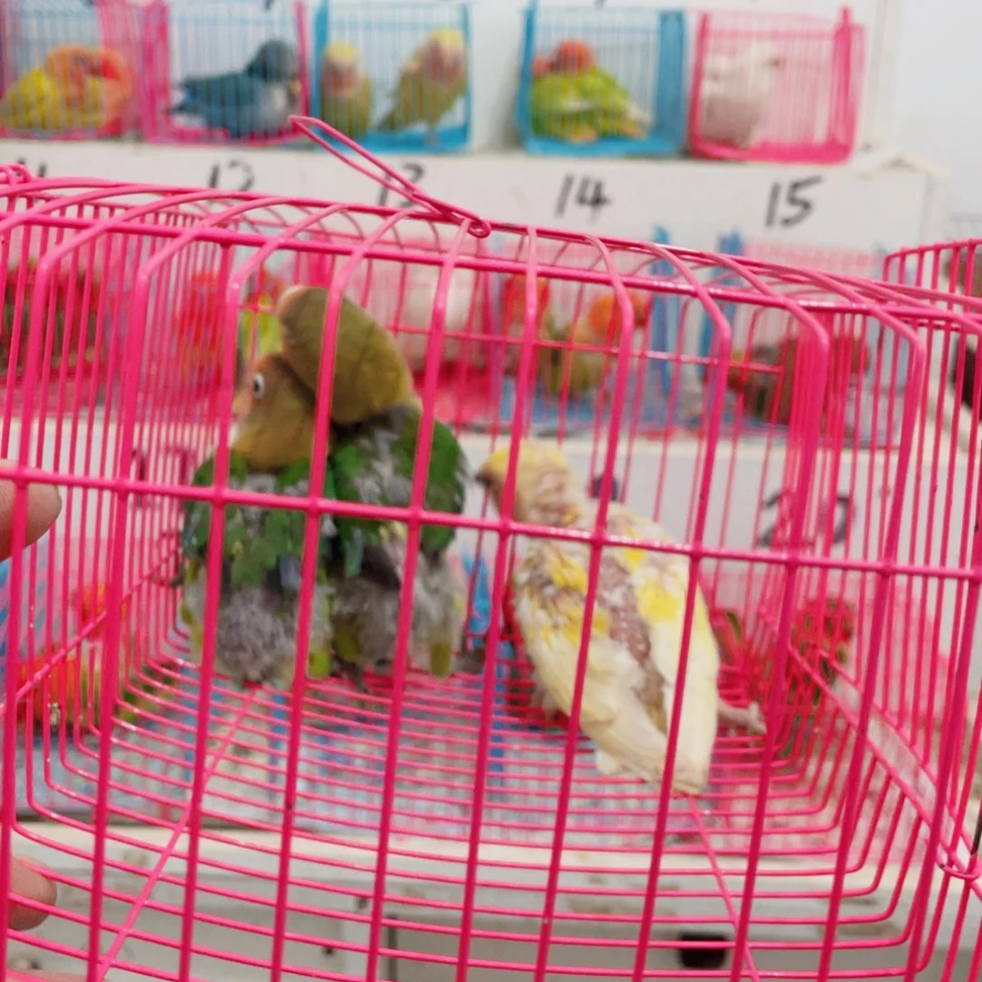 桃脸牡丹鹦鹉東****）