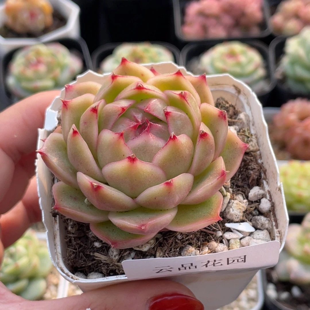 595号糖心冰心珍妮 约克夏