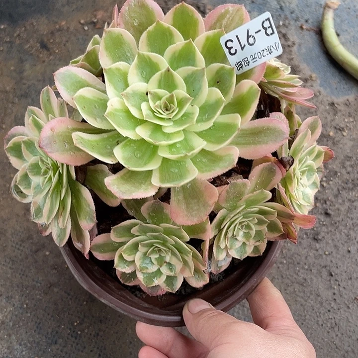 913云和多肉植物法师