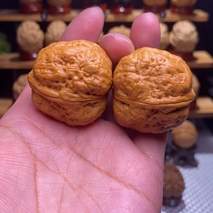 木质类云铁平头蟾78号