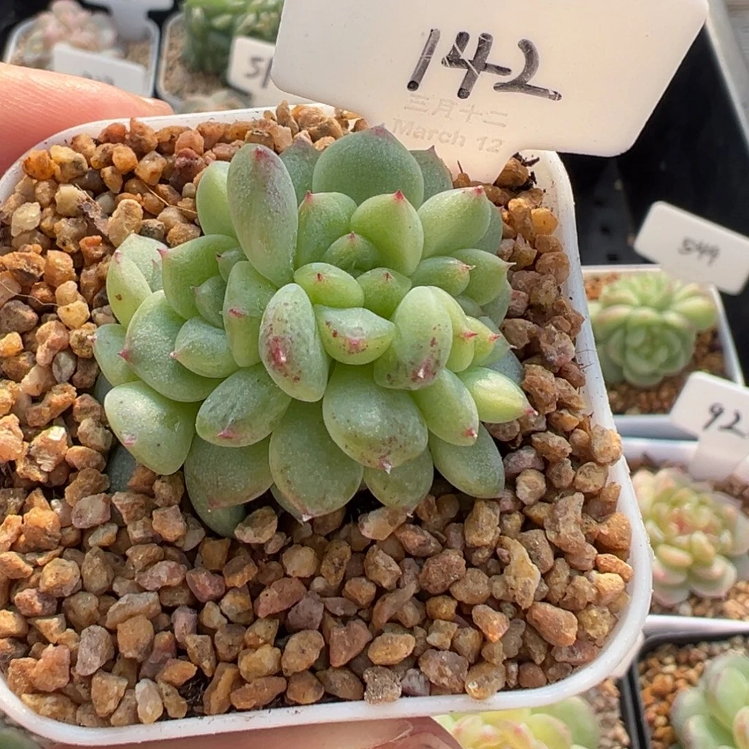 142号甜心朵朵缀 晗雨多肉