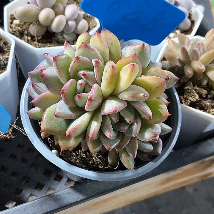 青****宝多肉植物888多肉
