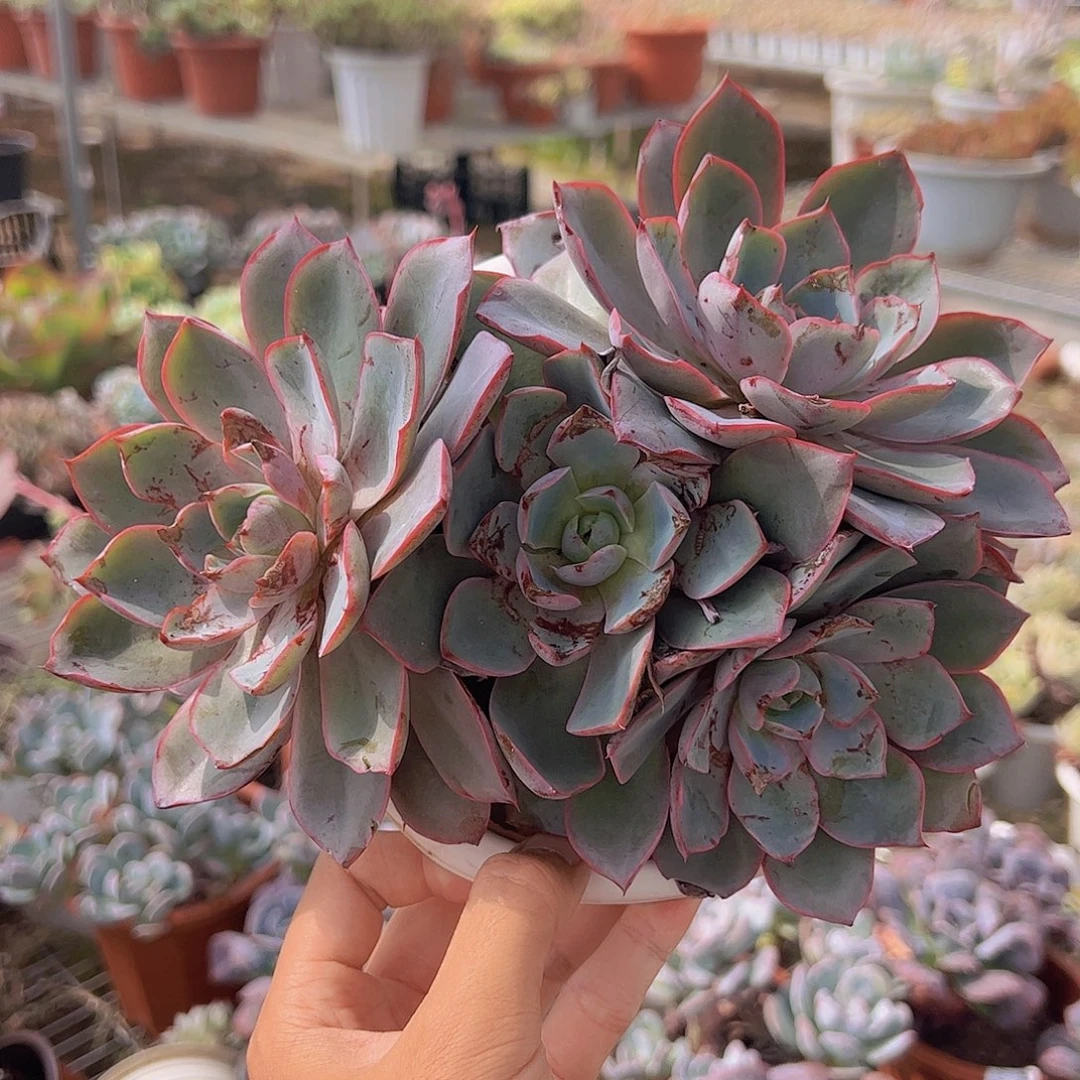 血斑赫拉多头群生起发精品老桩