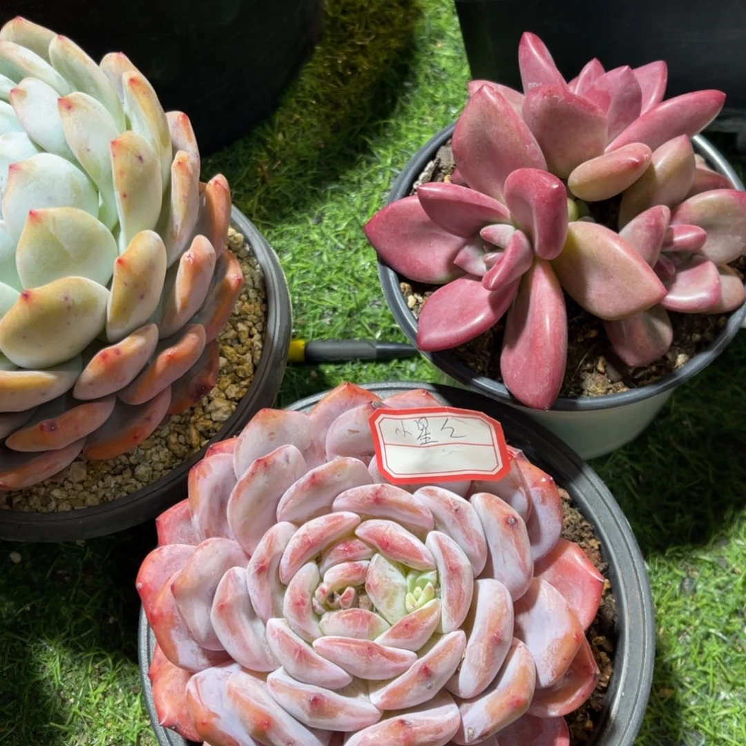 小**⭐11111111111111