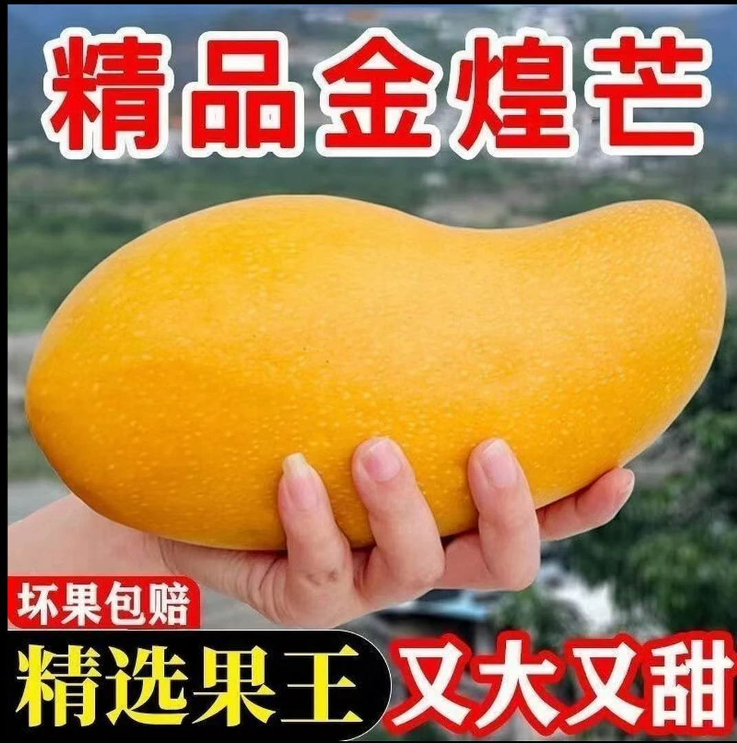 新鲜金煌芒果当季水果整箱售卖坏果包赔