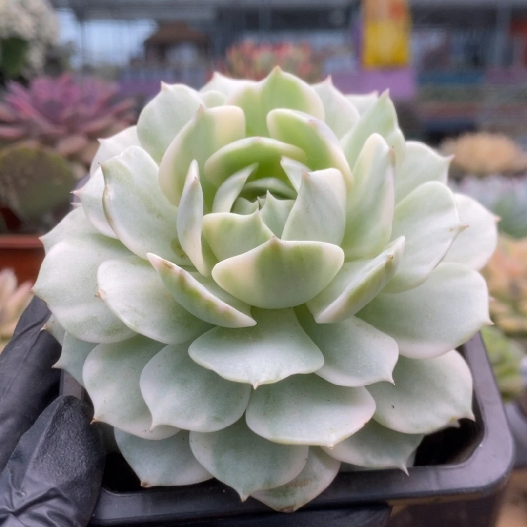 132露娜莲锦锦锦锦锦