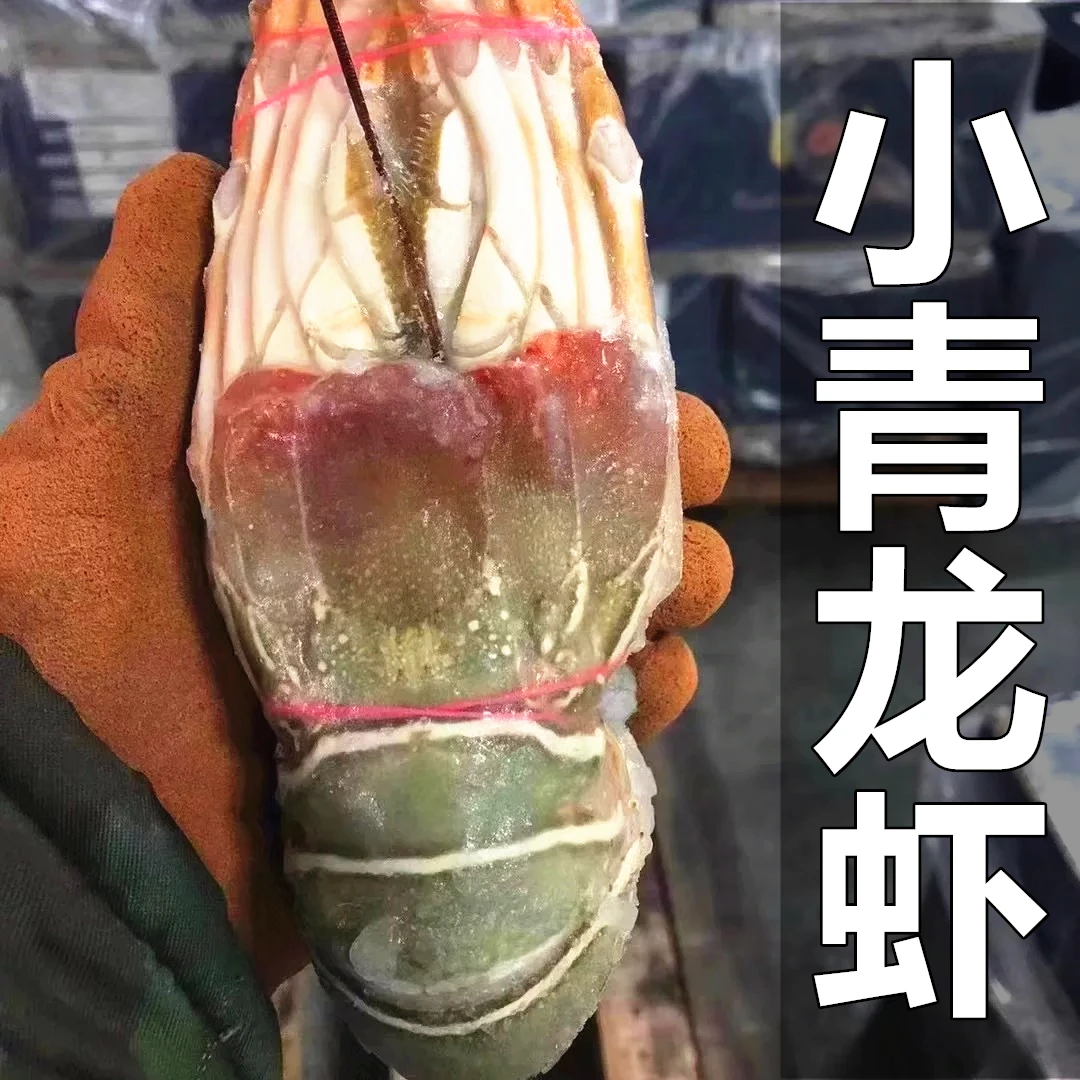 小青龙虾10只一箱大青龙整箱波士顿大龙虾澳龙鲜活批发非新鲜海鲜