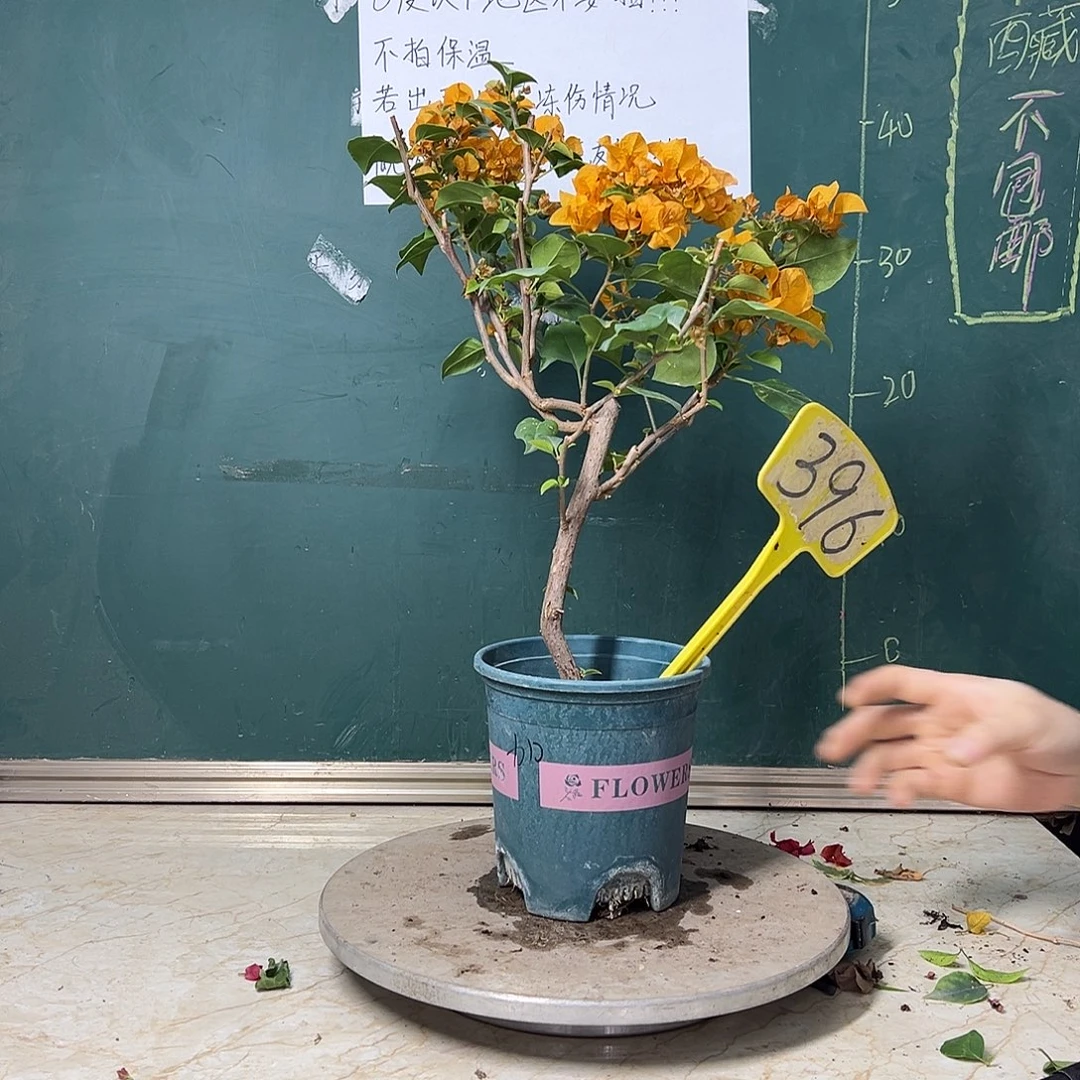 完全开放  加州黄金  396