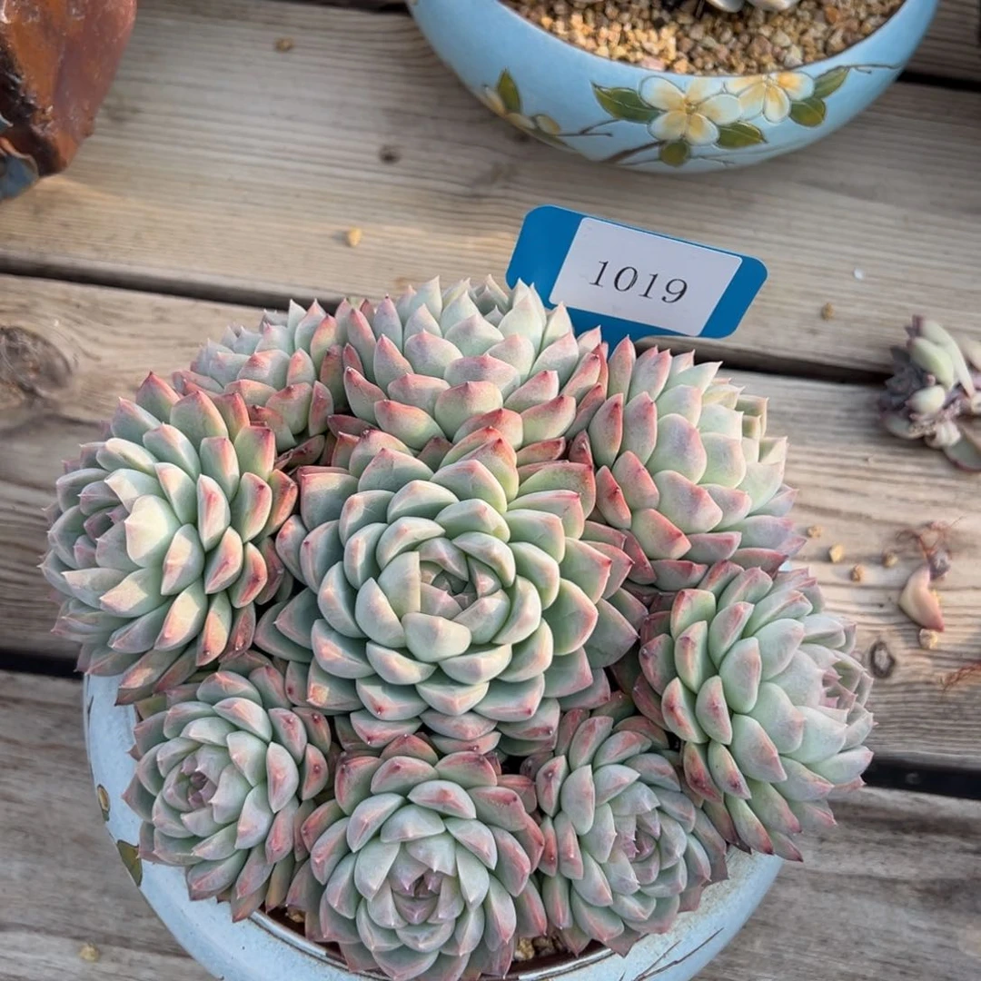 后***?1019多肉多多多多的多