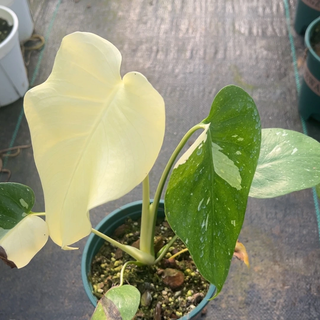 甄***奇完全开放9618洒金龟背竹