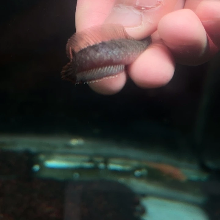 海水鱼酒红雷龙鱼111