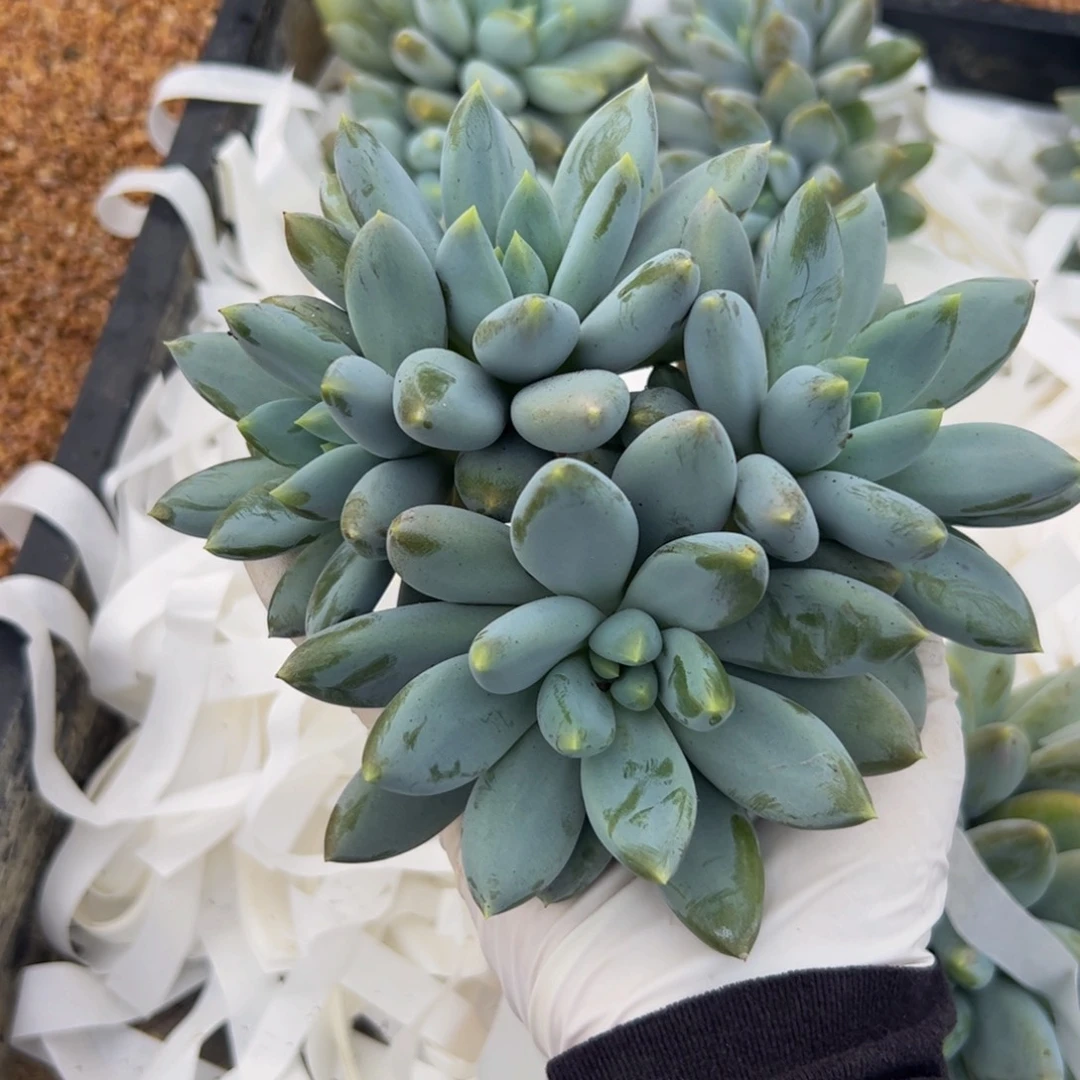 草****四头哥特多肉植物