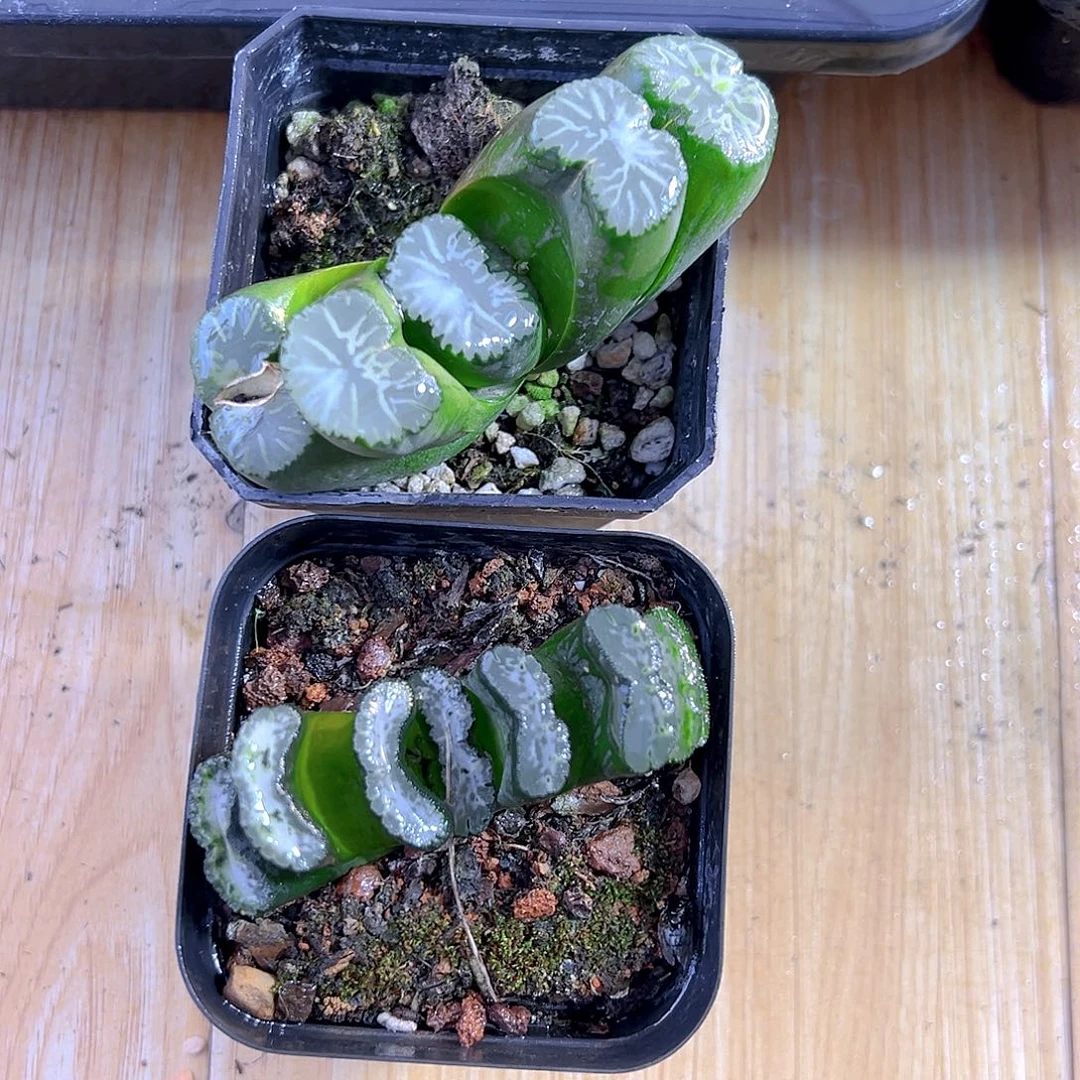 玉扇套餐玉露多肉1