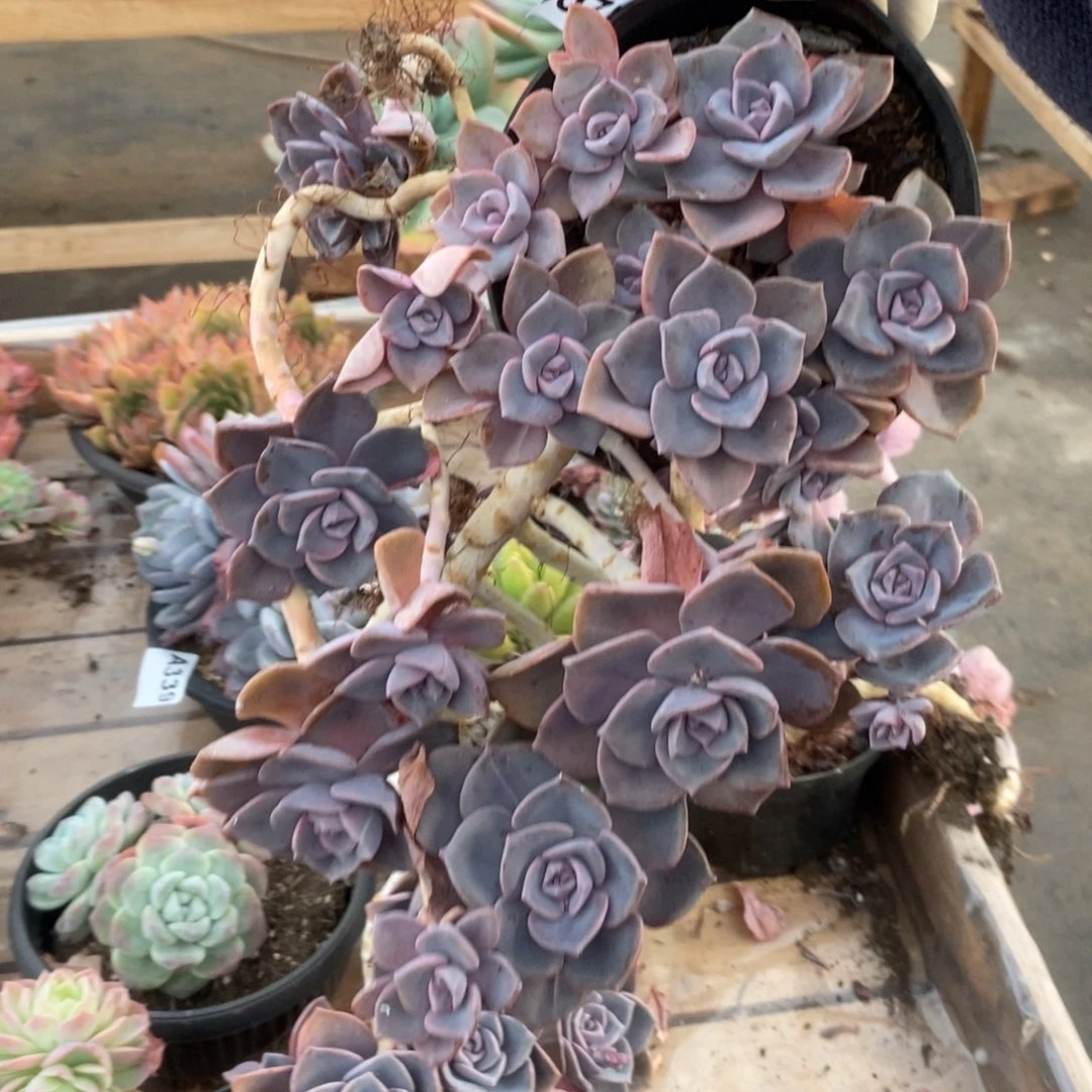 200彩虹糖一物一拍