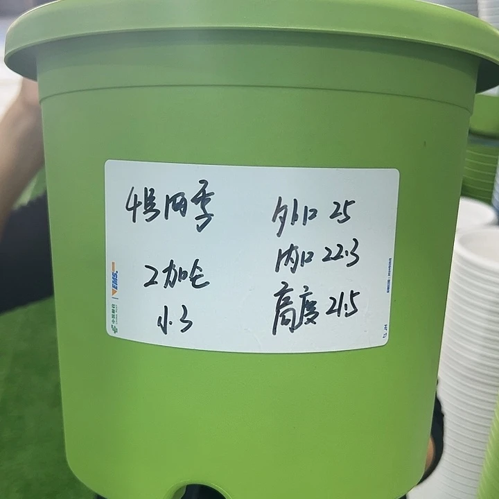 特价4号四季口25高21.5果绿无托8只