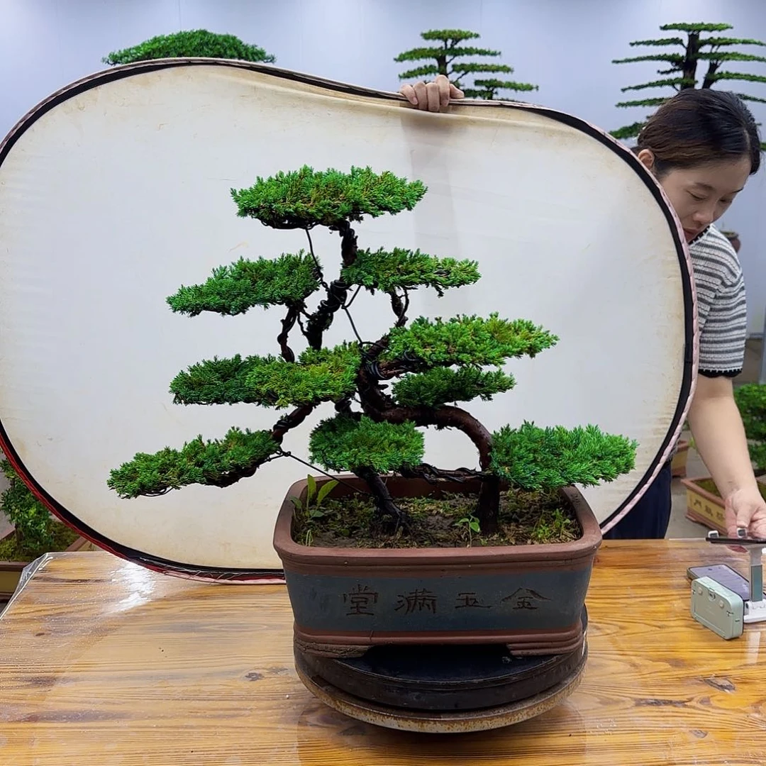 完全开放盆景直播间一物一拍