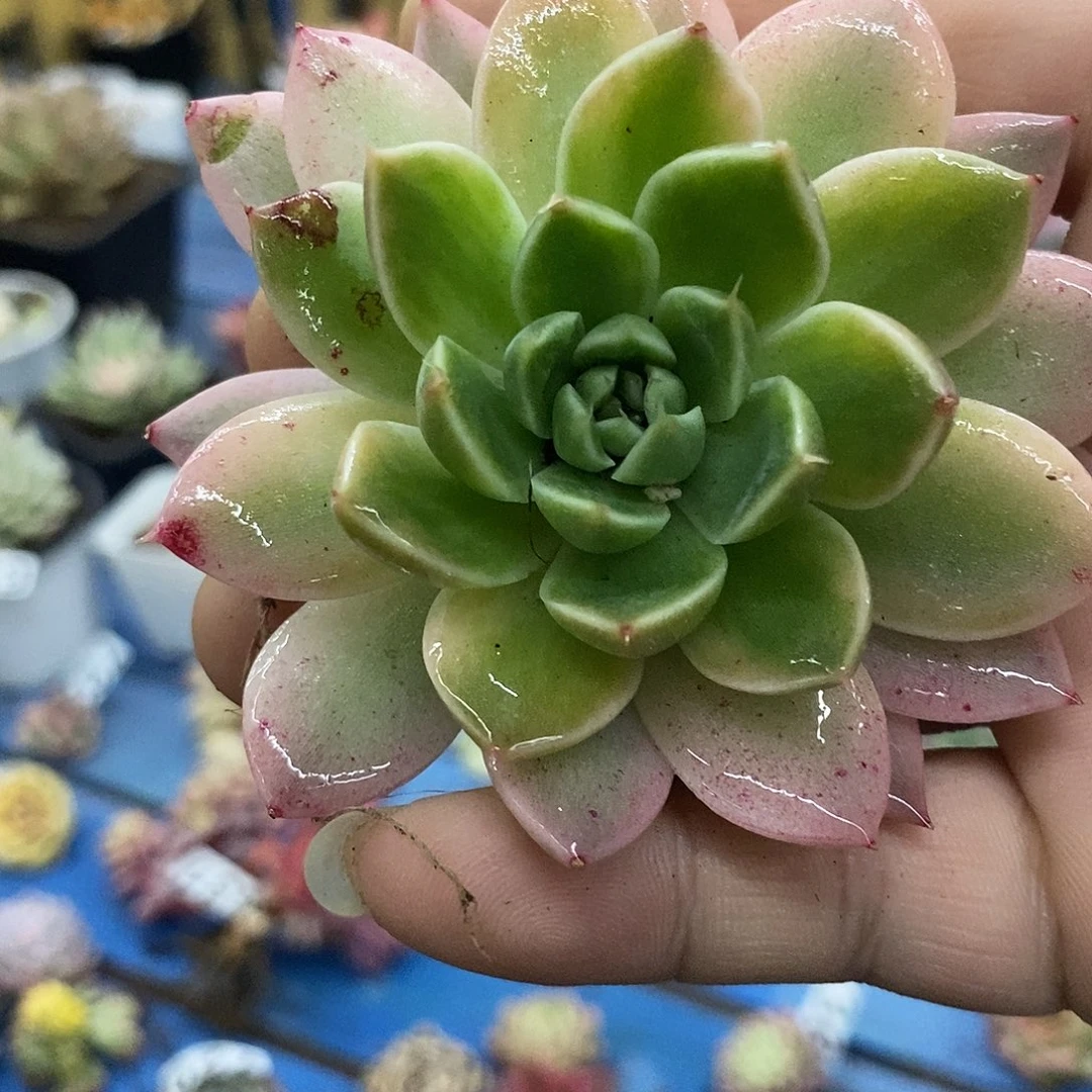 669阿尔巴佳人拉丝锦多肉植物