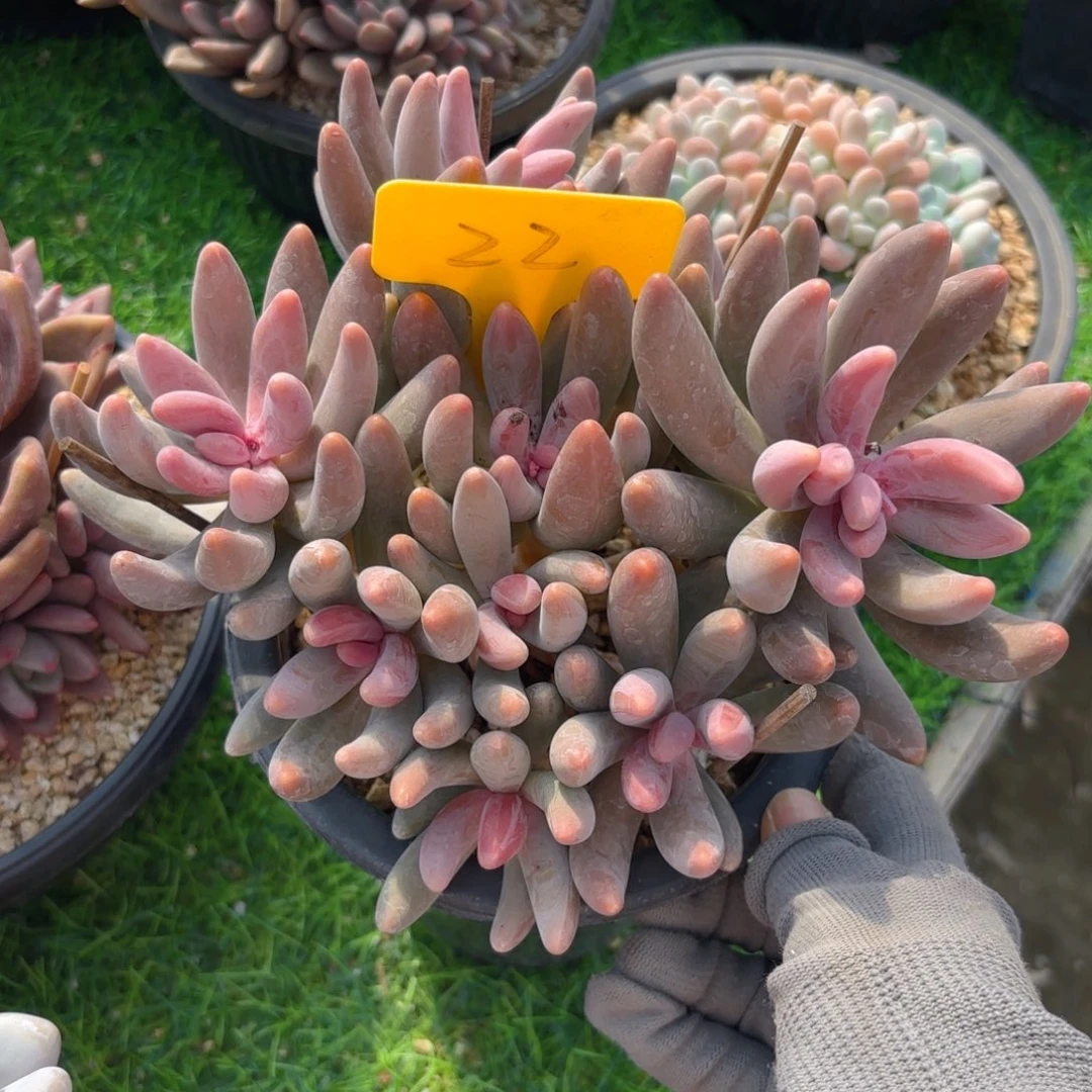 红手指88888888888888