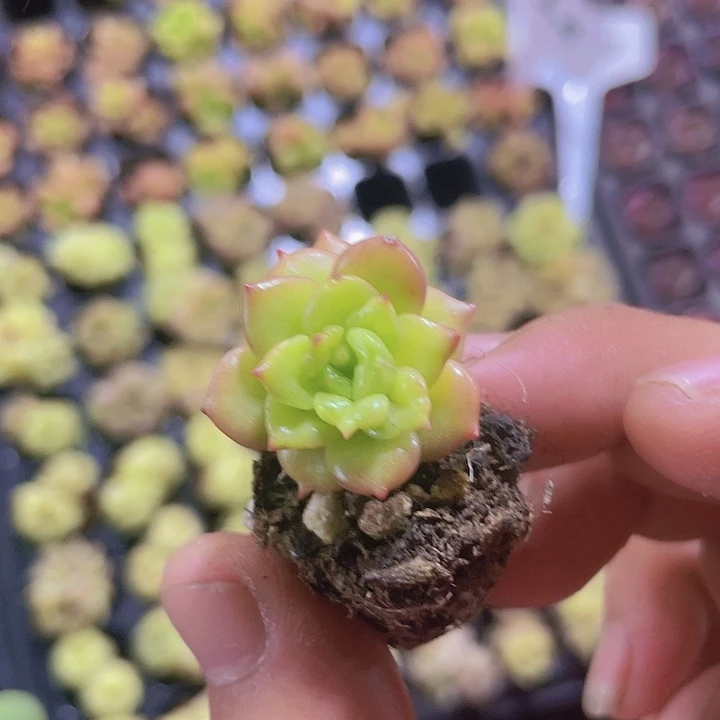 苹果花精品多肉量拍