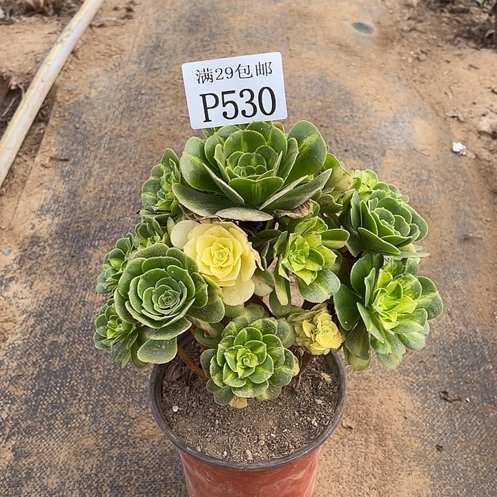 530五彩琉璃多肉植物