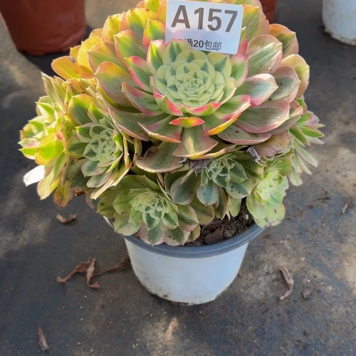 随便，，。。。。157绿体