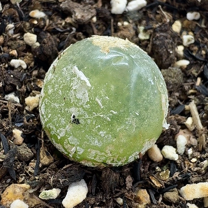 老马生石花2.灯泡2366