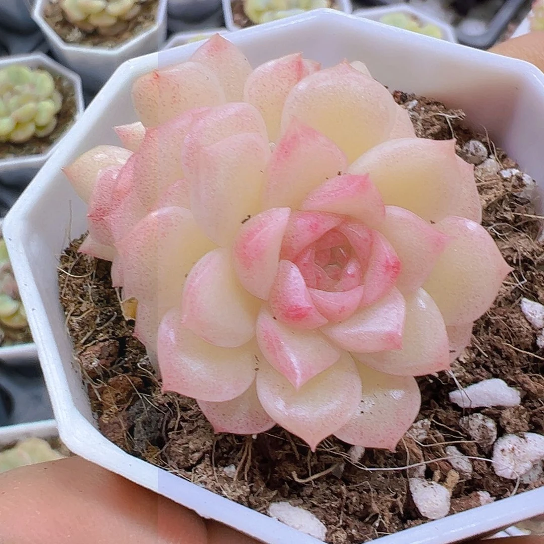 珍珠麦杆19包邮多肉