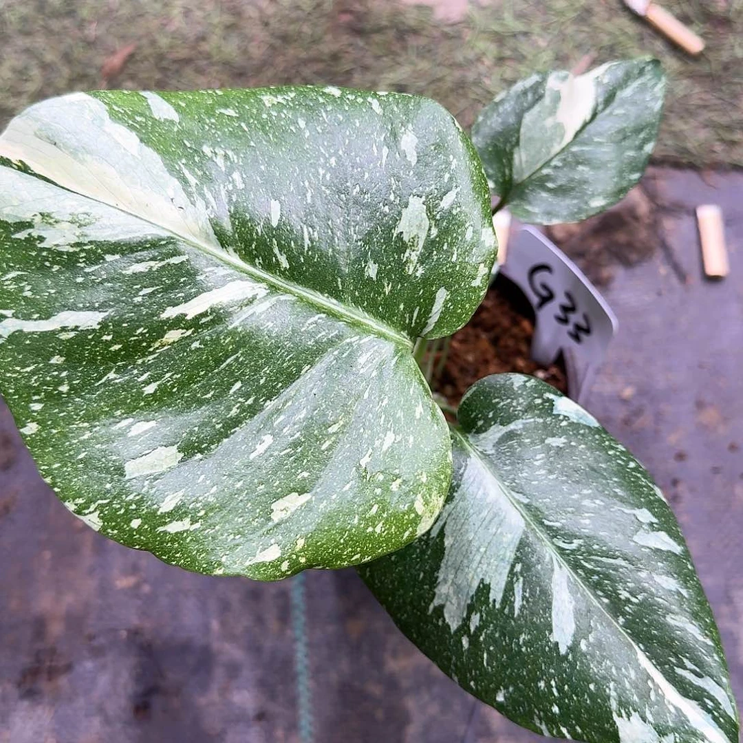 无花朵小****呀极密洒金G33