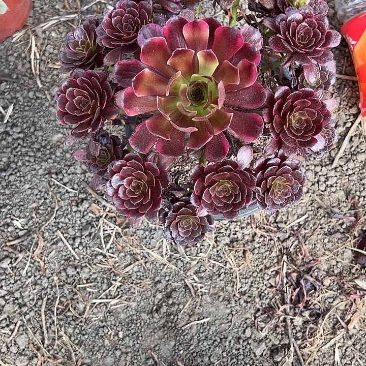 马***n比旅途华丽快花花