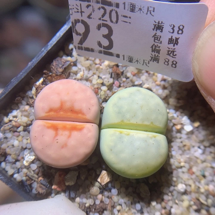 精品生石花220.93
