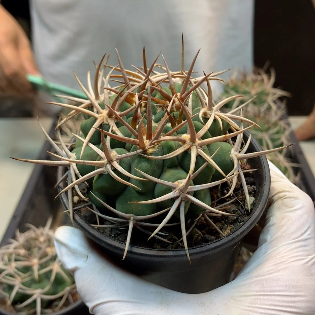 实生  强刺 碧岩玉 整体8公分起发